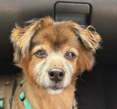 Fokus, Jakub’s dog